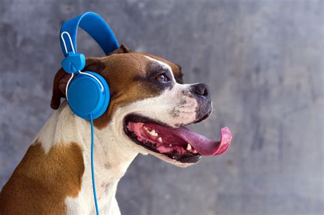 Do Animals Enjoy Music? A Multi-layered Exploration of the Animal Response to Music